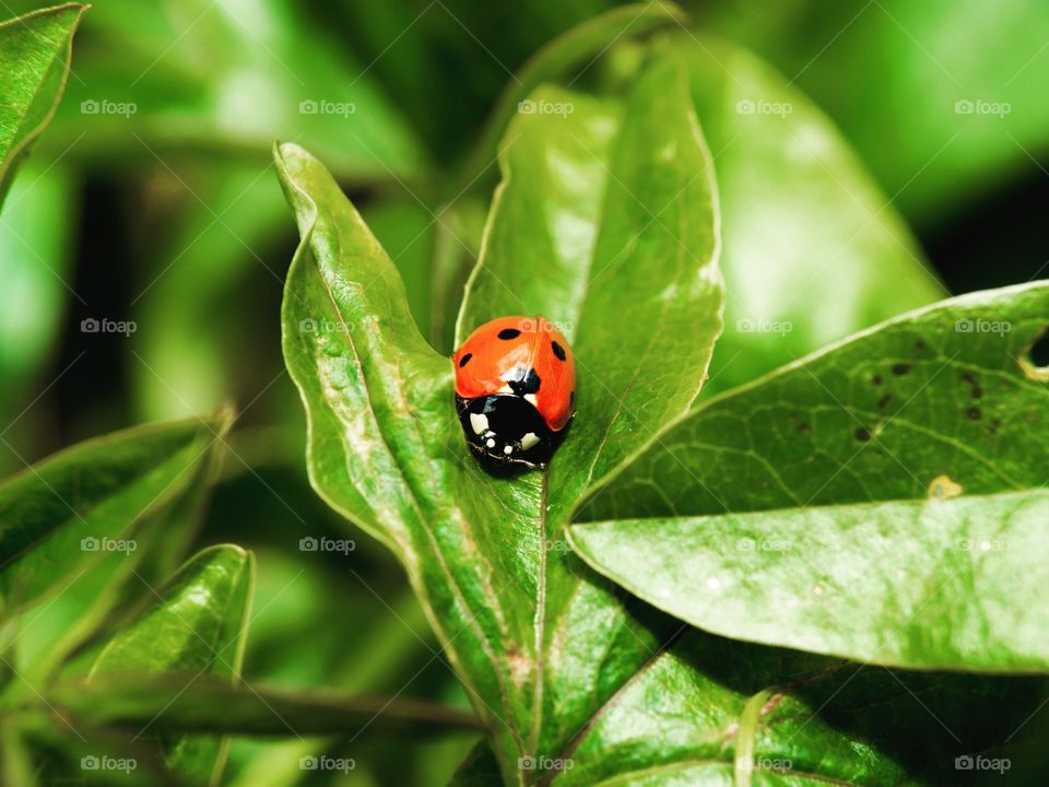 Garden Ladybird