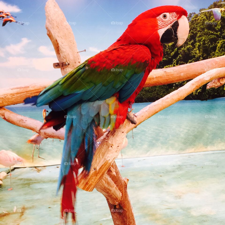 Parrot perching on fence at beach