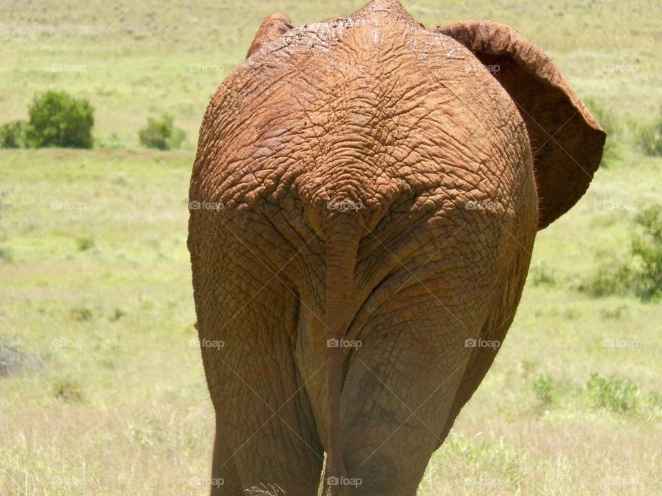 African elephant 
