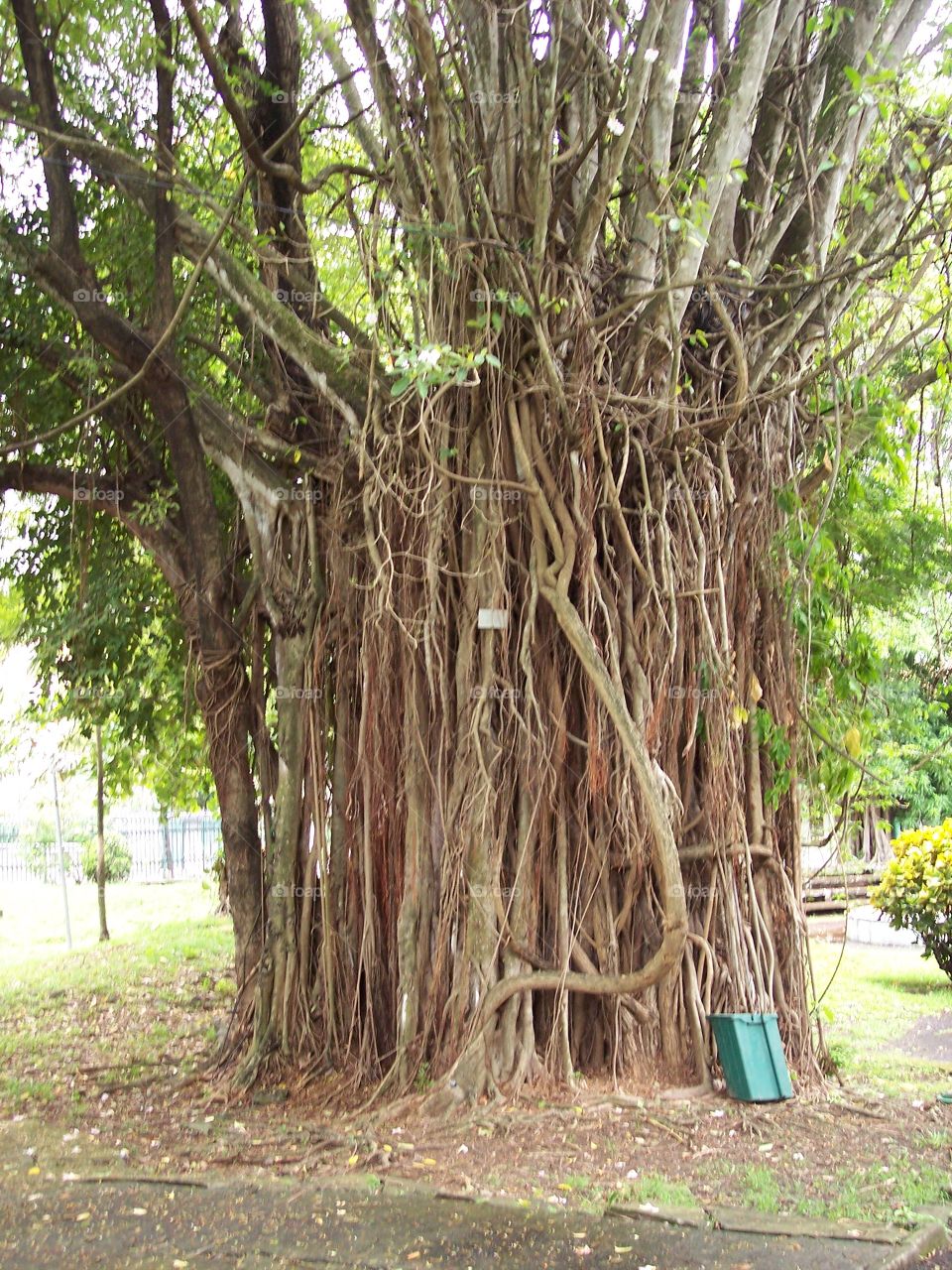 Tree in Martinique 