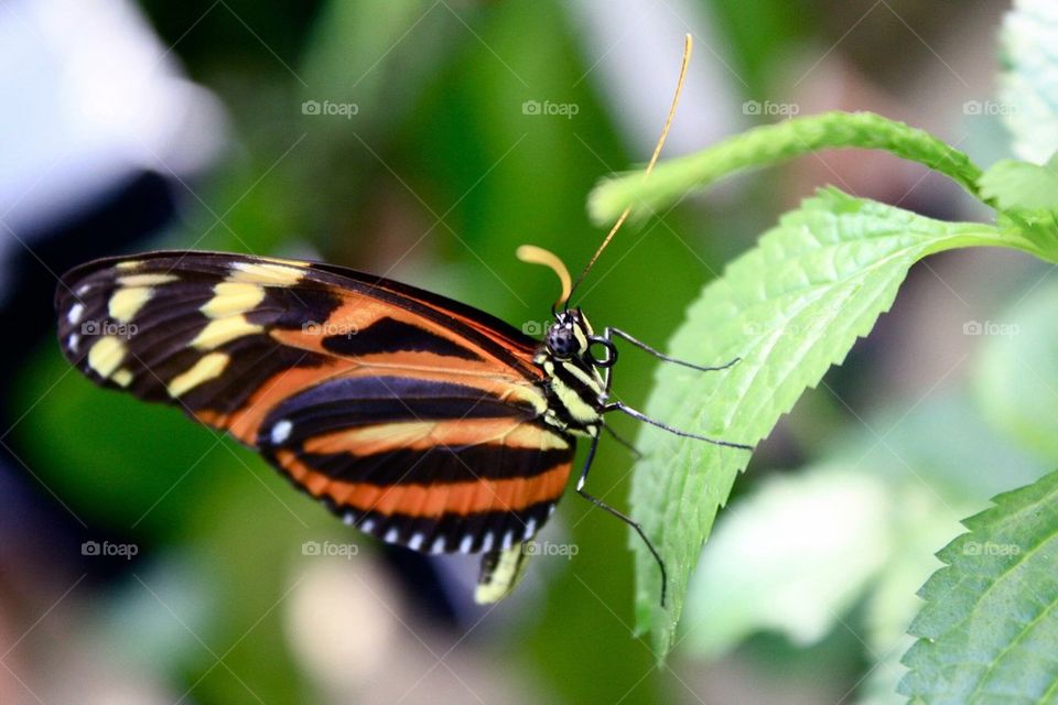 Closeup of an Orange Butterfly 