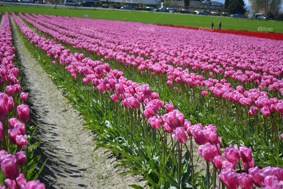 Rows of pink tulips 