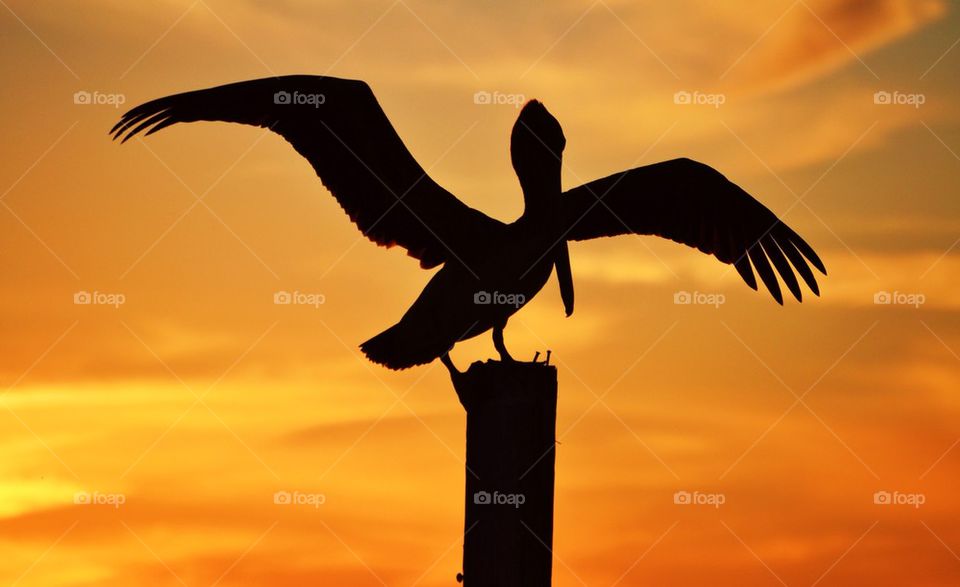 Pelican at Sunset