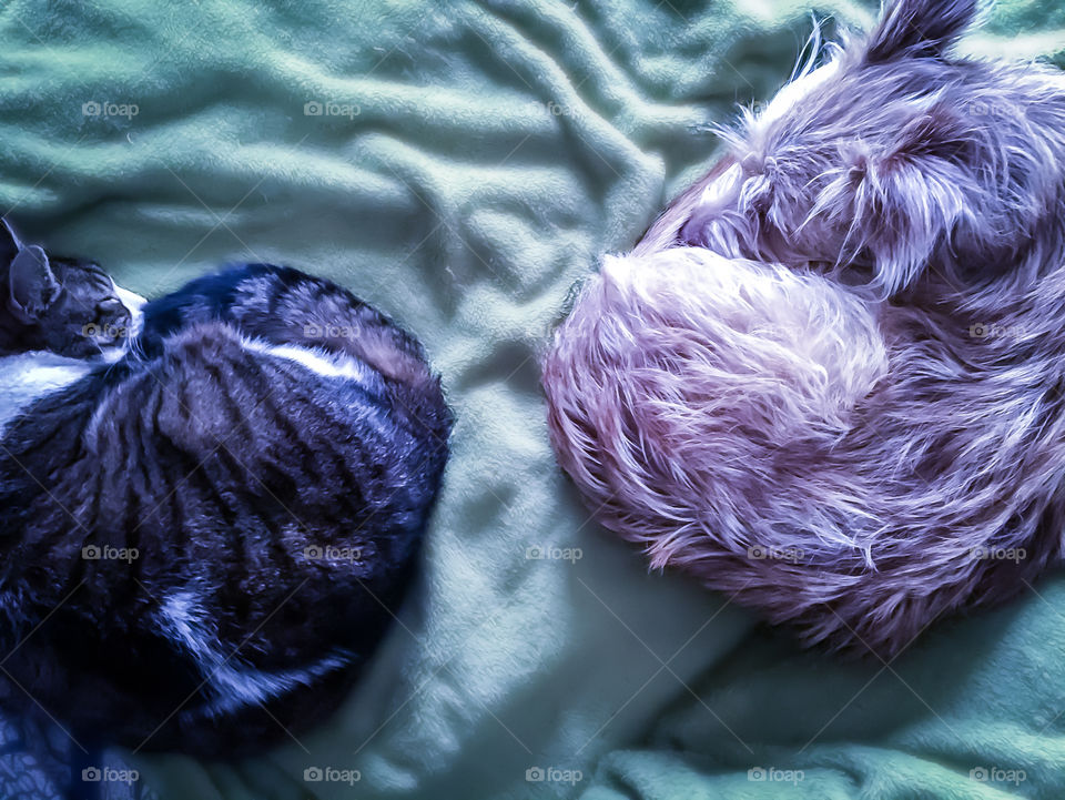 Dot the cat and Ethel the dog, curl up together on a soft green blanket, during one of their regular meetings of Nap Club