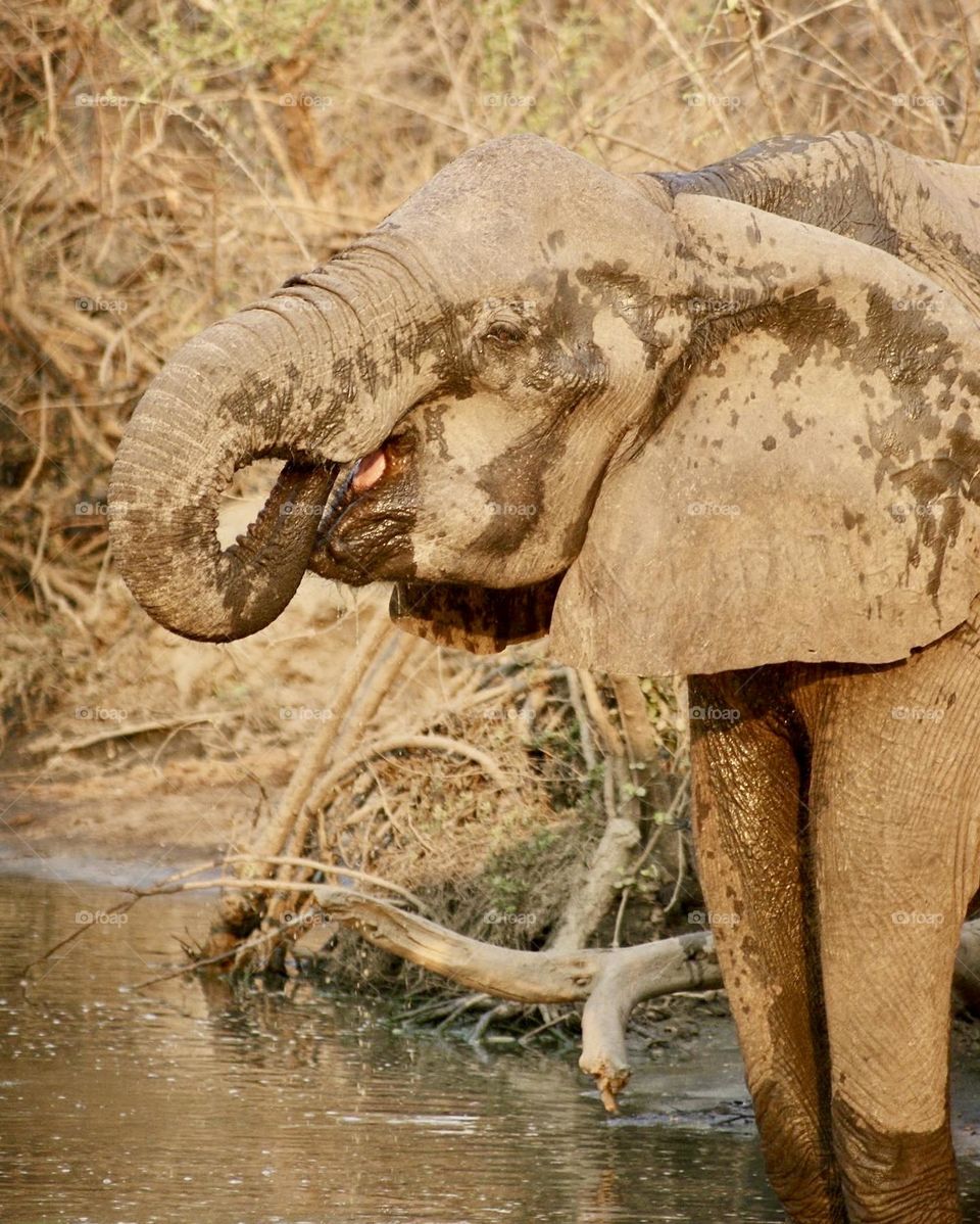An elephant sticking its tongue out while drinking water 
