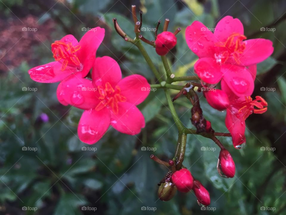 A flower after a summers rain 