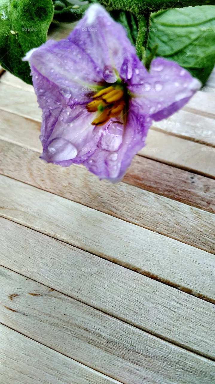 eggplant flower