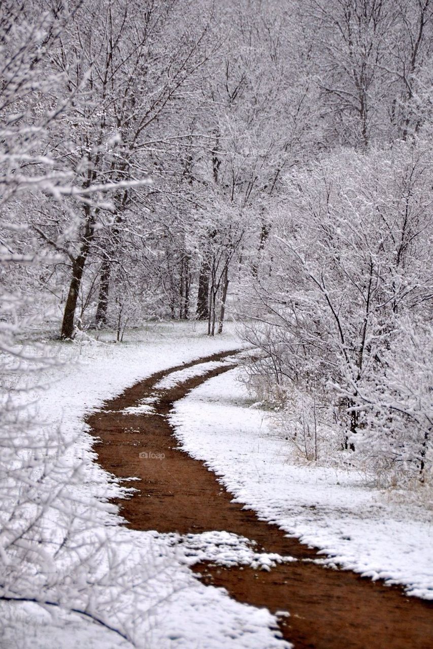 Winter path