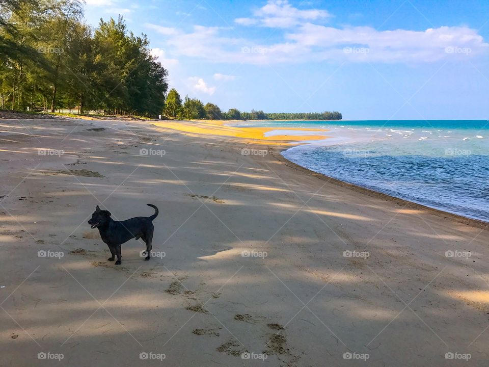 A black dog on tropical sandy beach in Thailand