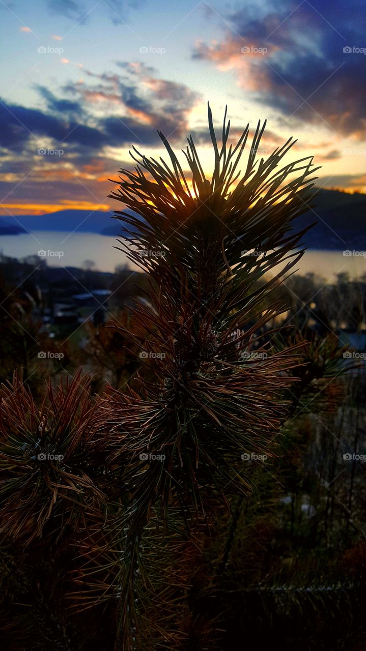 Sunset CloseUp 📸🌅🌄
📍British Columbia, Canada