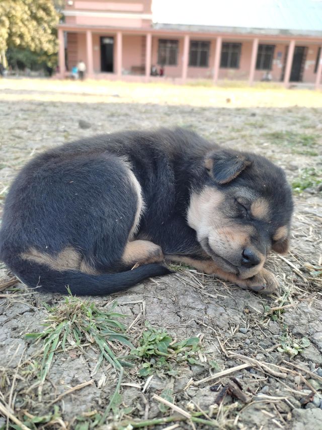 sleeping dog