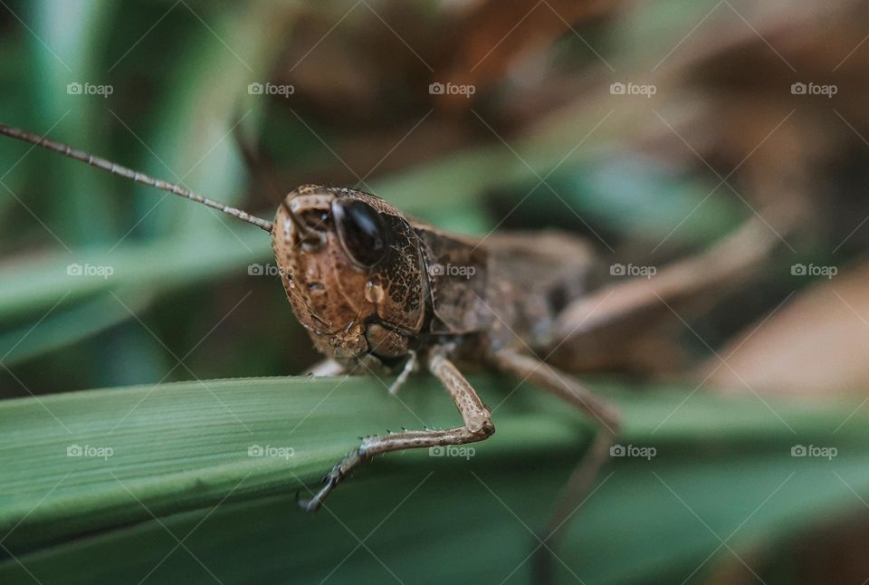 Macro photo of a frightened insect