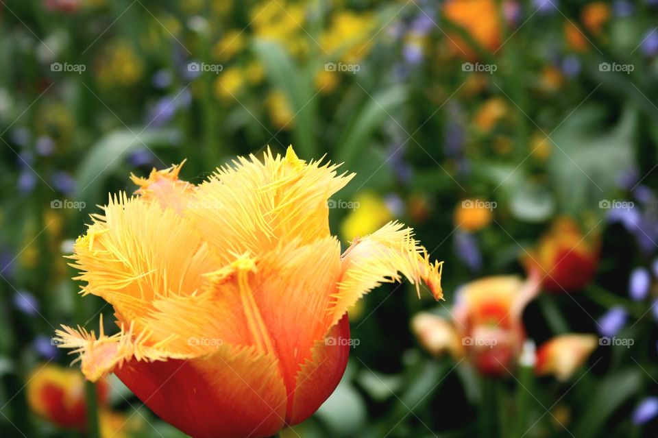 beautiful floral splendor