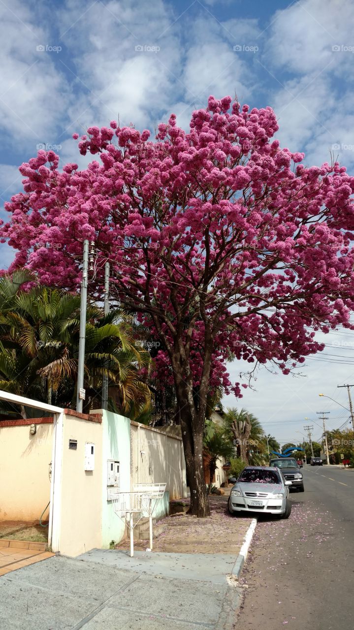 pink tree