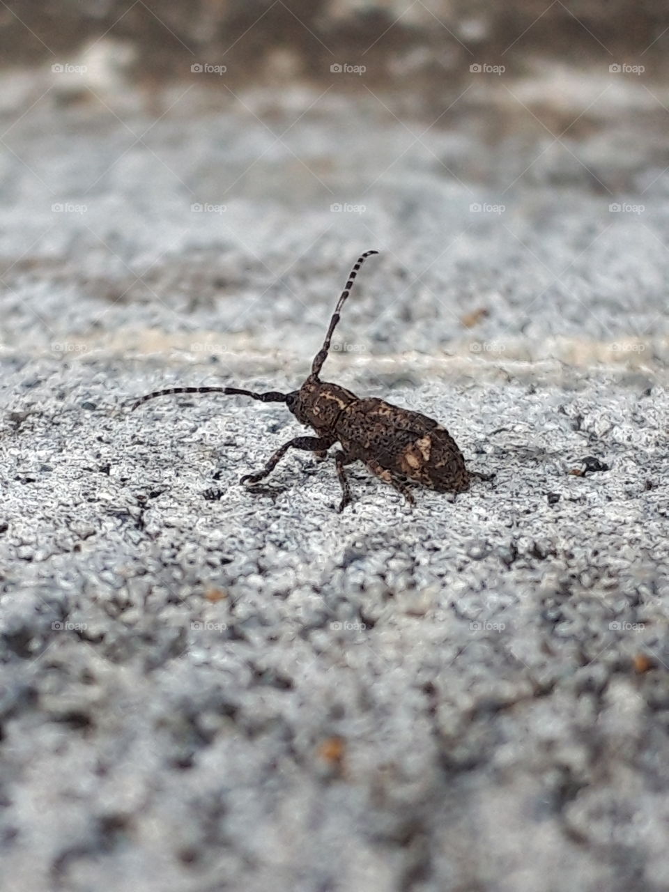 long-horned beetle