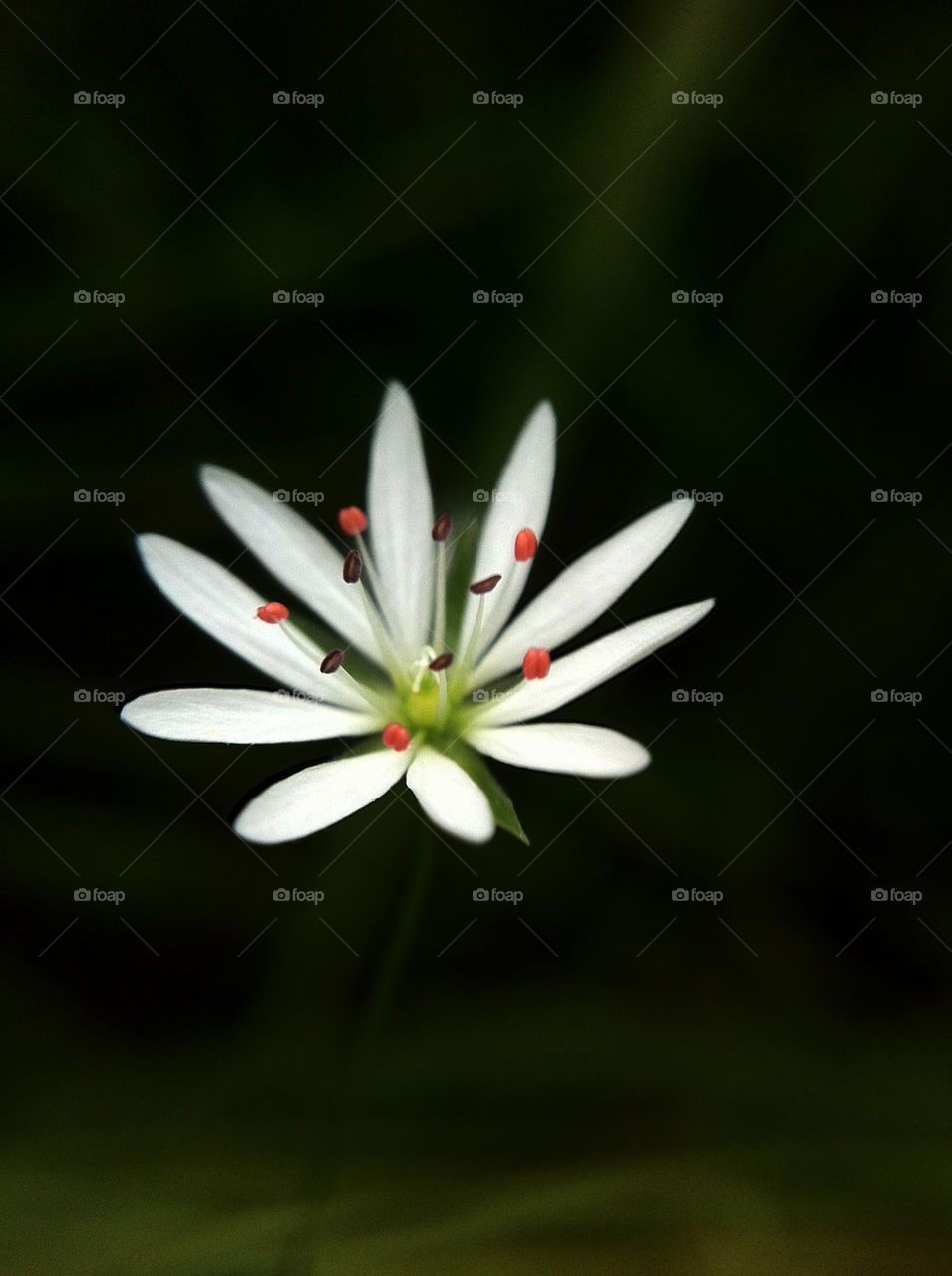 macro sommar blomma närbild by ka71