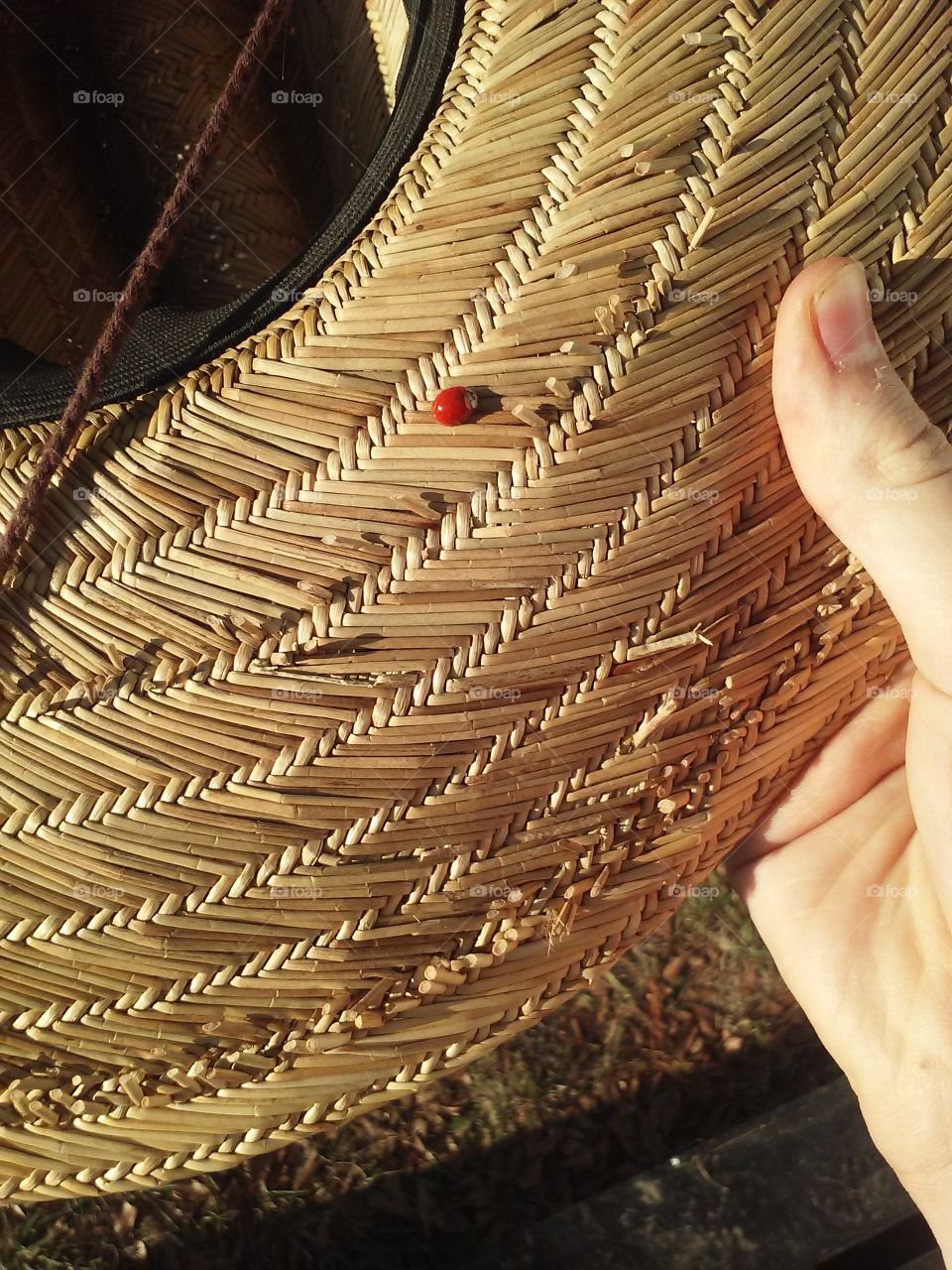 A lady bug on my hat. :)