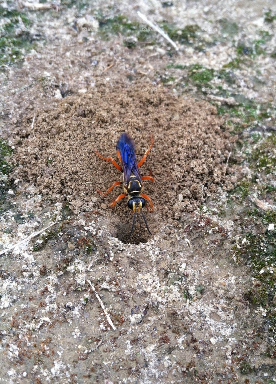 Great Golden Digger Wasp working hard 