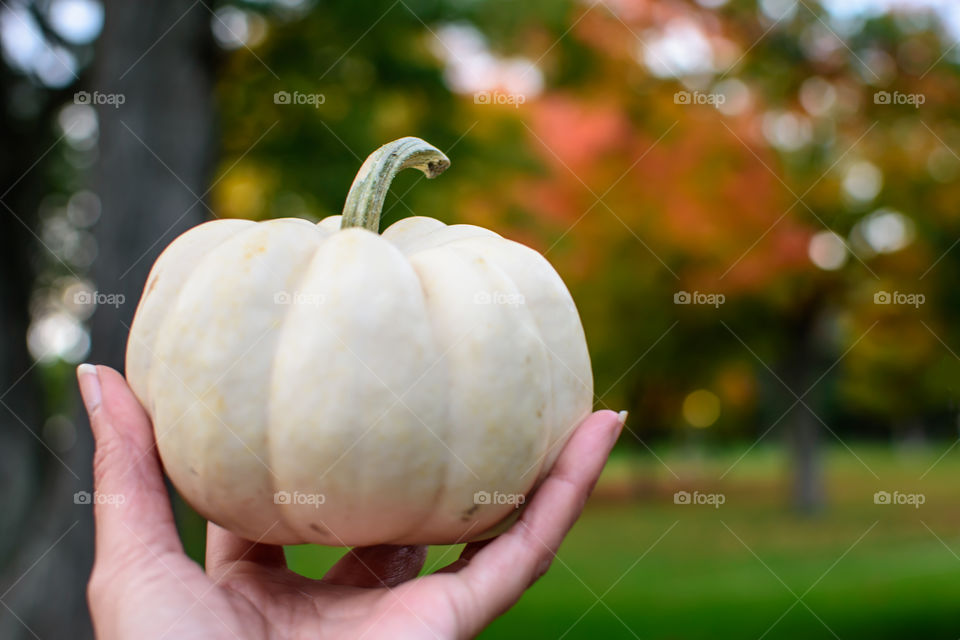 Woman holding white pumpkin decoration with autumn leaves in background Halloween decoration and autumn harvest gourd 