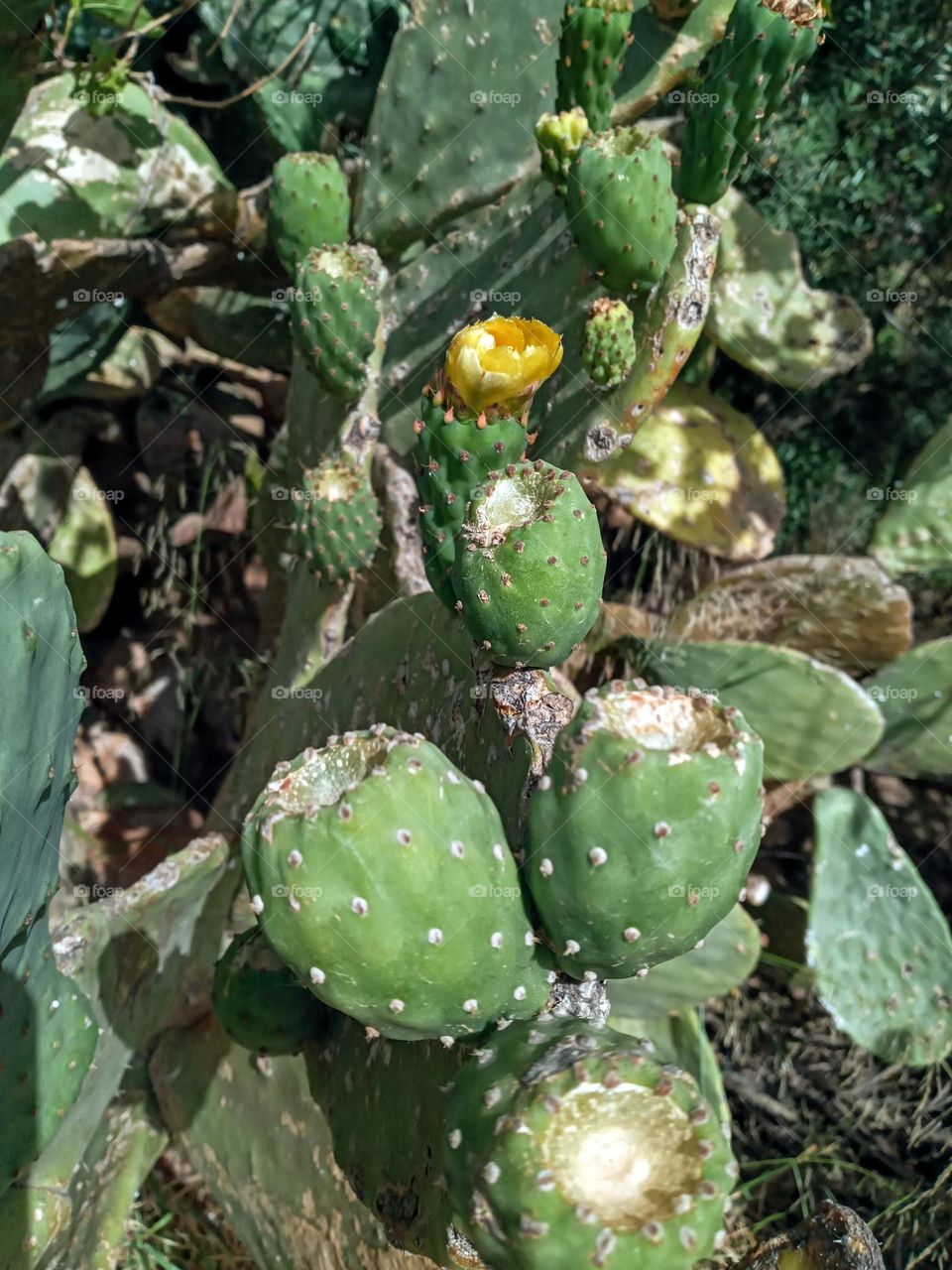 Cactus