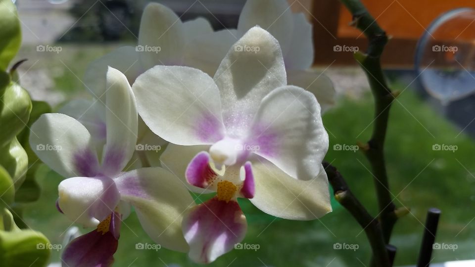 window orchid. The mini orchids in my kitchen