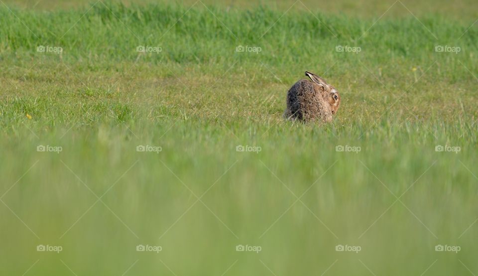 Wild hare 