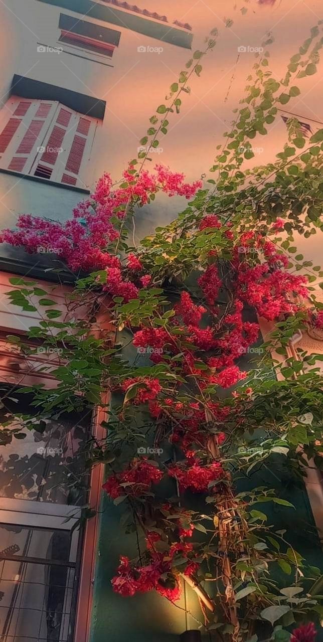 A bougainvillea climbing the side of an apartment building in Athens, Greece, reaching the windows. The sunset and the shadows are giving a romantic tone, as they give warm colors in this picture.
