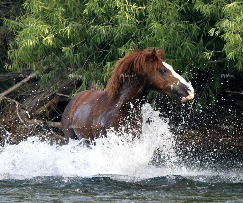 Wild Stallion Making a Splash