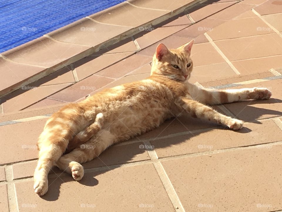 Ginger cat chilling in sunshine on a terrace