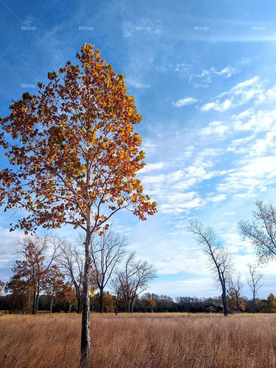 Beautiful fall colored trees, some bare, some still full. "Orange is the New Season".