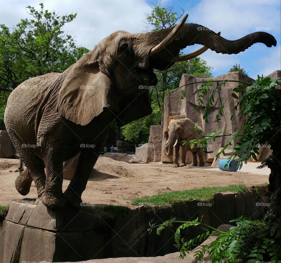 Ruth wants that leaf