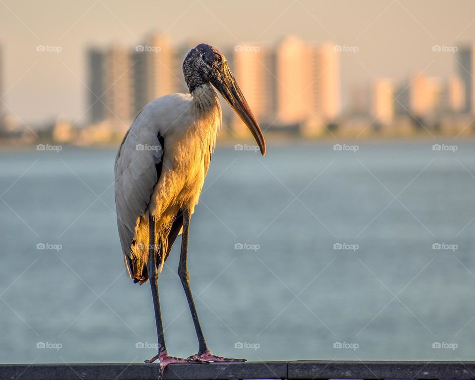 Closeup view of a sharp-beaked bird perched on a railing on a fishing pier. Condominium buildings can be seen across the water in the background, blurred.
