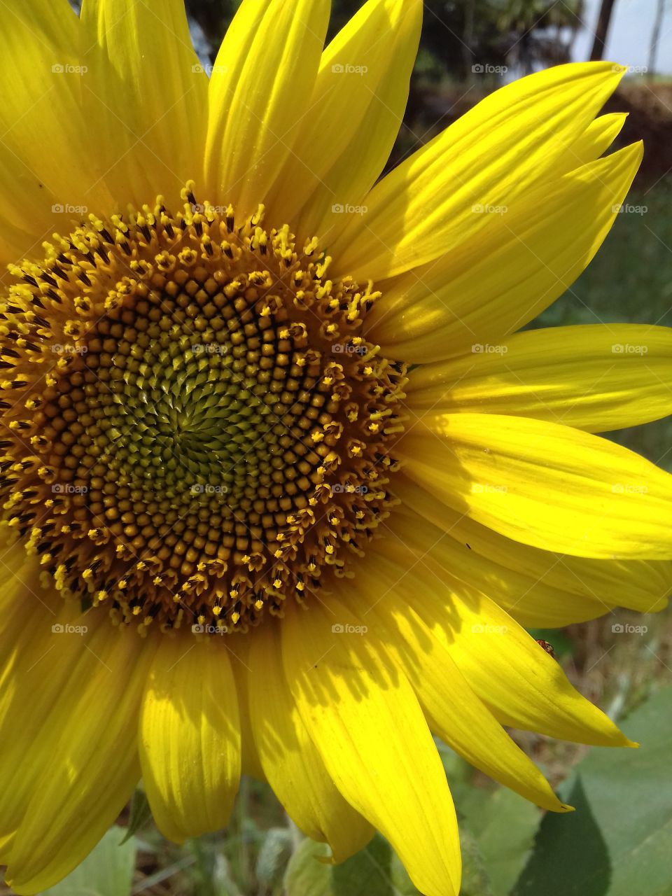 Extreme close-up of a yellow sunflower