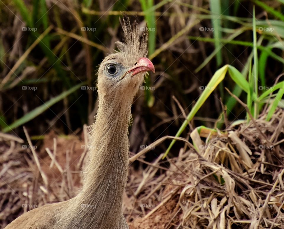 siriema Pantanal MS BRAZIL