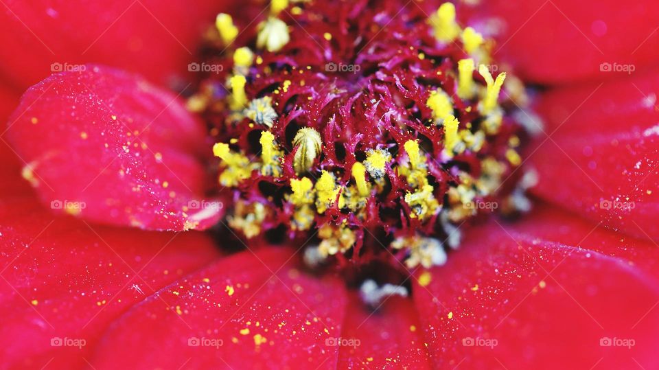 Macro Aufnahme einer Blume