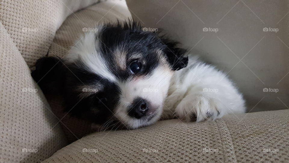 Maltese cross Corgi Puppy