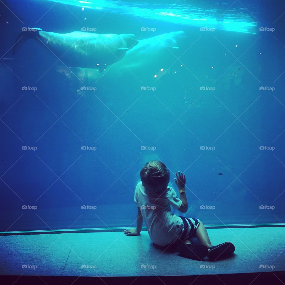 Face to face with a beluga whale at Sheds aquarium.