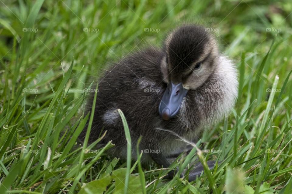 Duckling in grass