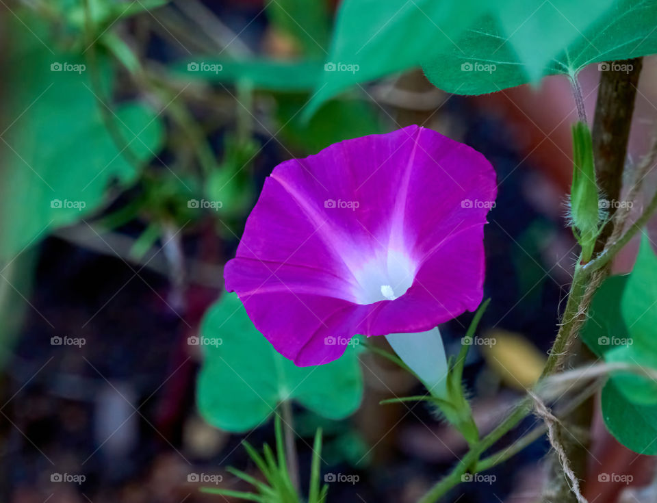 Floral photography - Morning glory - Purple flower