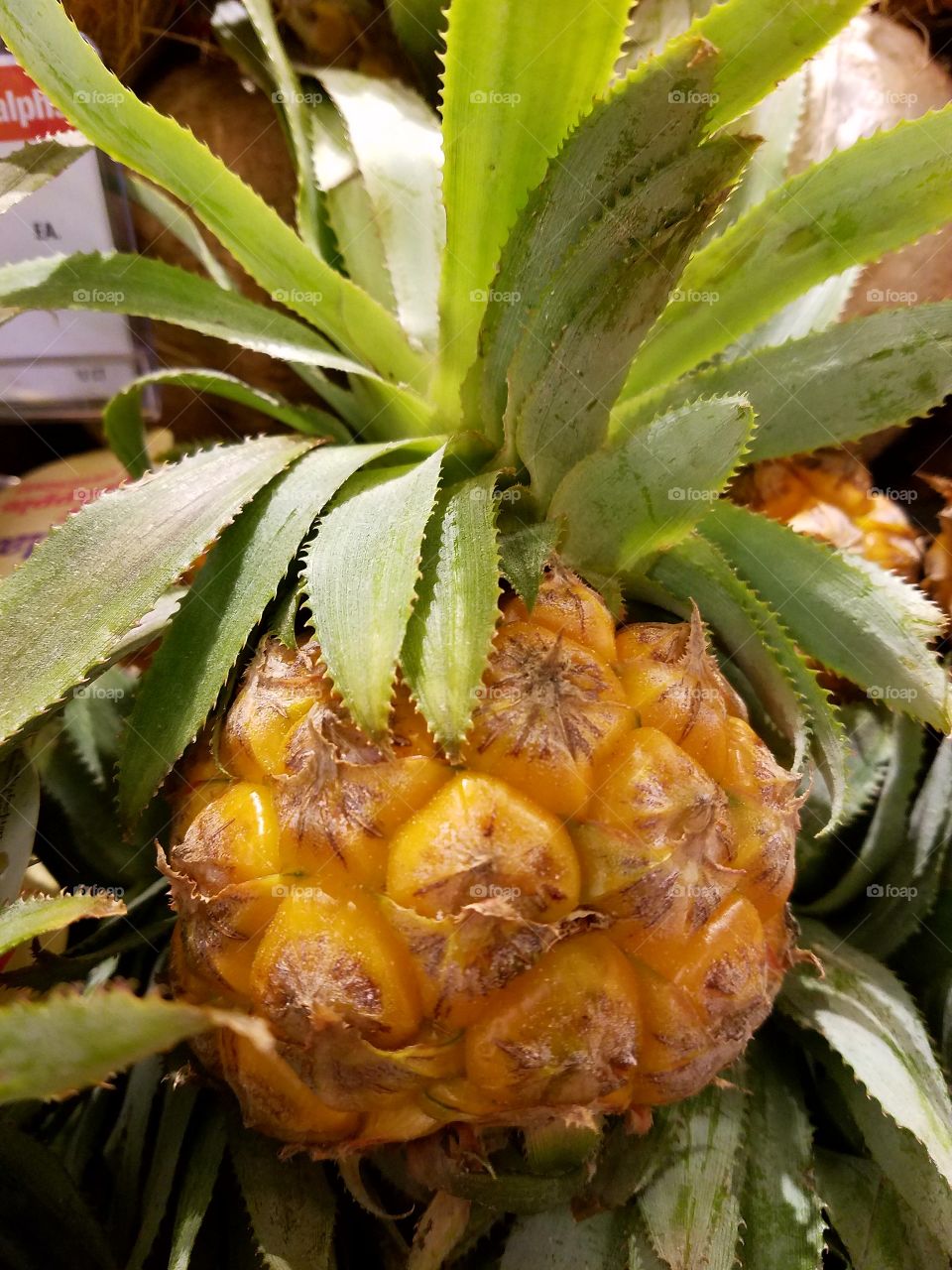 Baby pineapple