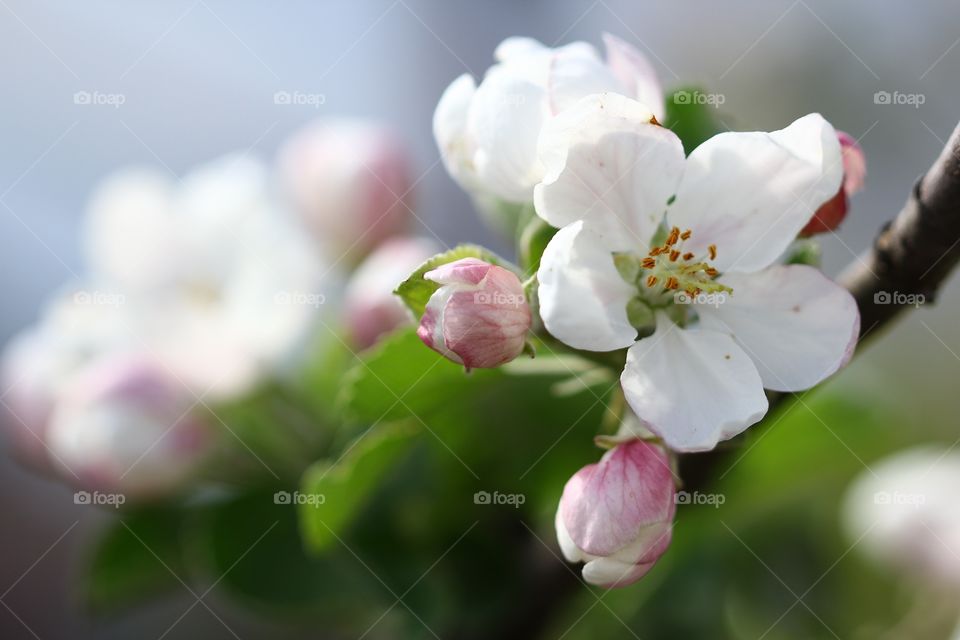 Apple blossoms