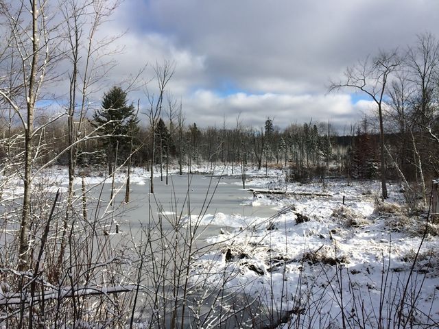 Frozen beaver pond