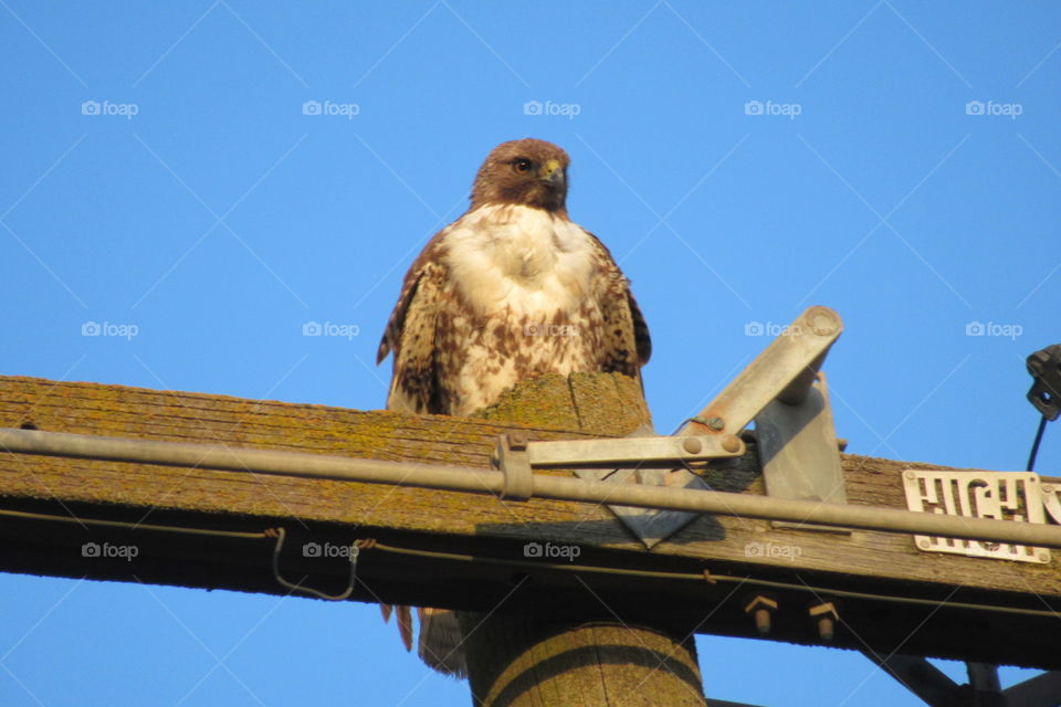 Hawk on a power pole
