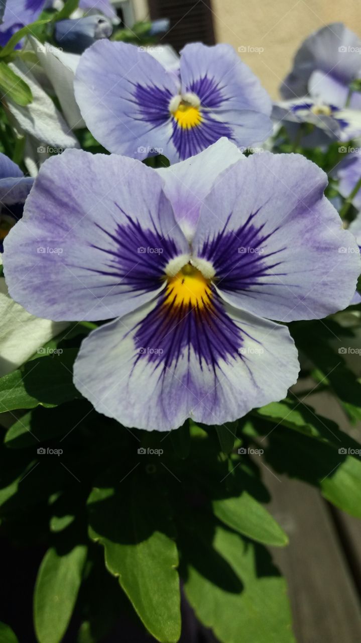 Purple pansy