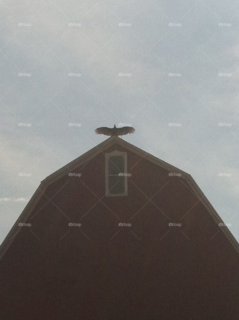 Turkey vulture drying out his wings 