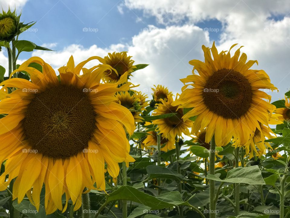 Sunflowers