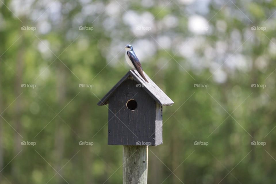 swallow bird on a birdhouse