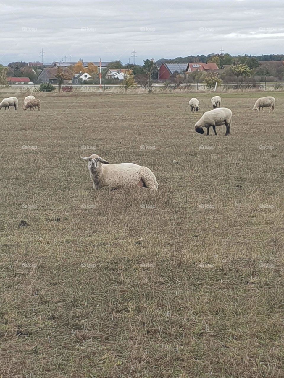 Hello ! It's me , sheep