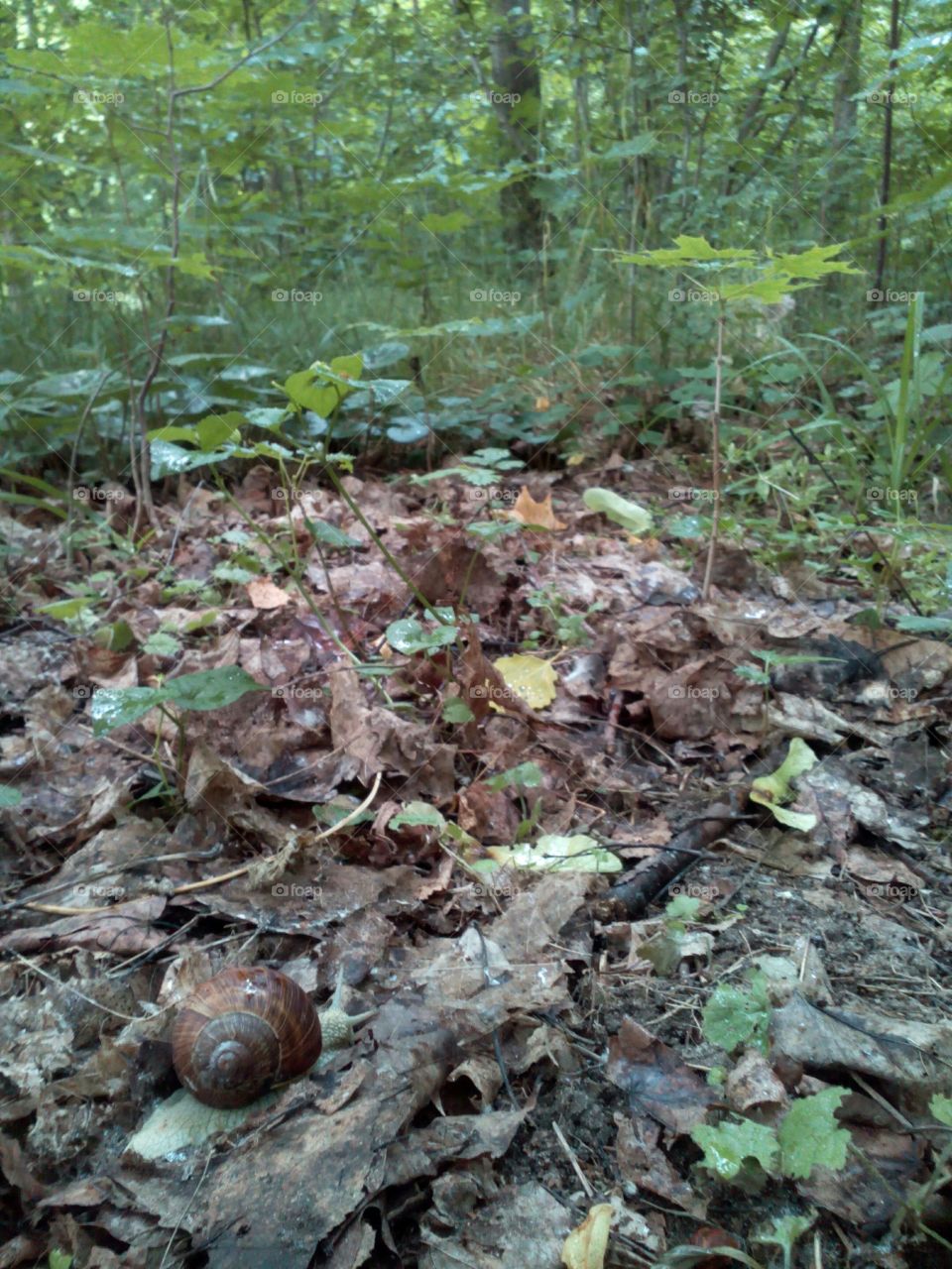 Nature, Wood, Leaf, Environment, Flora