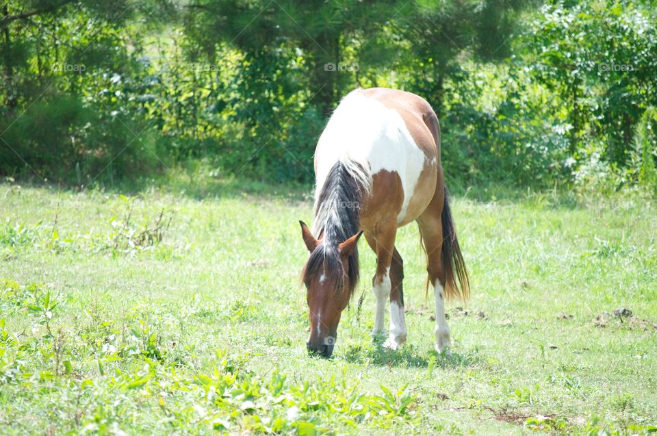 Skip the Horse . Skip the horse is not tamed. He is grazing in Alabama. 